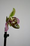 Paphiopedilum hookerae 